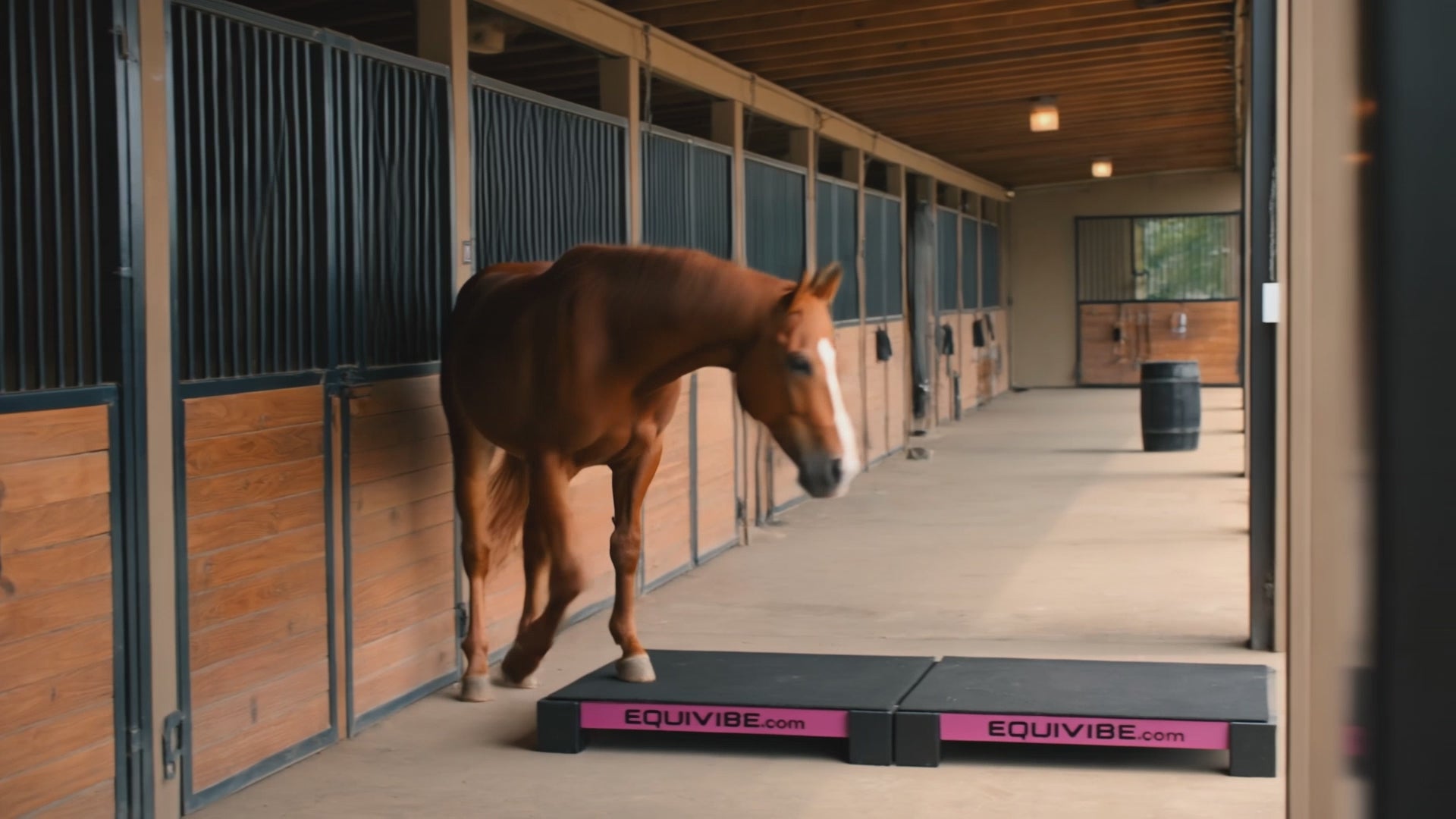 Load video: EquiVibe 3036